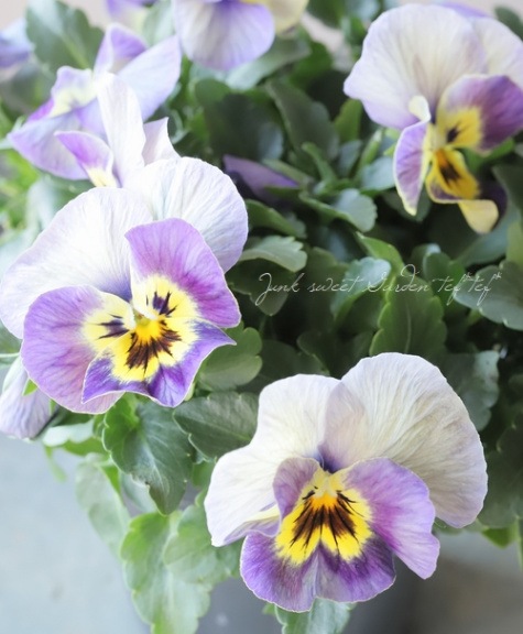 ◇フリルパンジー 『クリスタルマーメイド』 変わり咲き【A】 | すべて