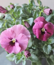 臘ꥸʥӥ顡إ󥴤λ Ѥ餭 C