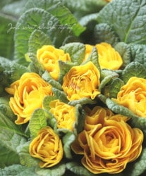 Ȭź餭ץ顡٥꡼ إǥ