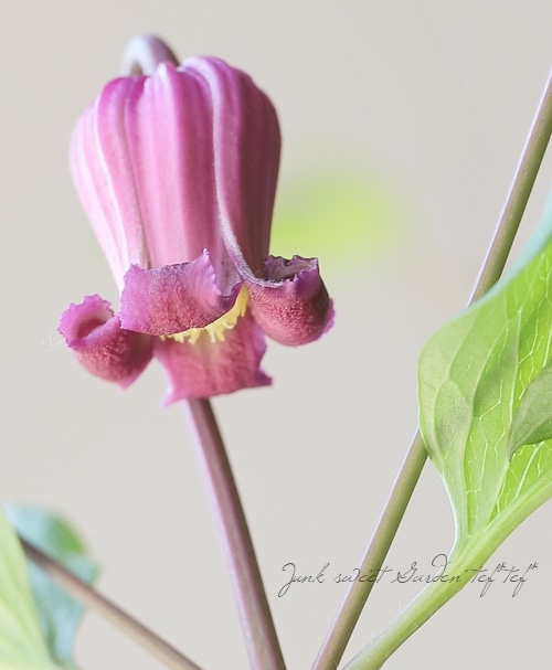 トキ色の君　クレマチス　開花鉢 トキ色の君 クレマチス 開花鉢