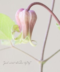 �۷�����ޥ�������������ʷϡ��ض���١����޺餭