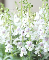 إ󥲥˥إ֥󥺥  إ֥롼ߥȡ