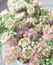 �������ȥ���å��ࡡ�إ���ȥ���