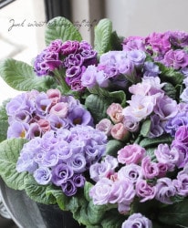 Х餭ץ顦ꥢ󡡡إͥåȡ֥ȥ顼٥⡼֡Aס