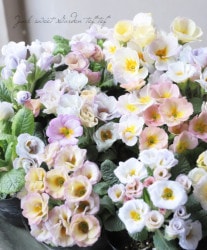 Х餭ץ顦ꥢ󡡡إͥåȡ֥ȥ顼٥ѥƥB