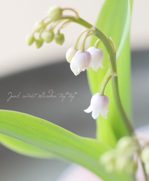 球根植物】 ドイツスズラン 『ピンク』 | すべての商品 | | Junk sweet