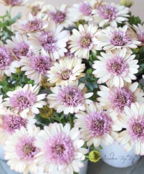 �ھ�����ݡ� �����ƥ����ڥ�ޥࡦ�ѥƥ��� ��Ȭ�ź餭�٥꡼���꡼���