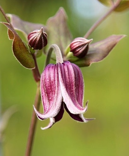 及川フラグリーン】 クレマチス・インテグリフォリア系 『ジャン