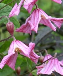 �ڵ���ե饰�꡼��� ����ޥ���������ƥ���ե��ꥢ�ϡ��إإ������ϡ��������