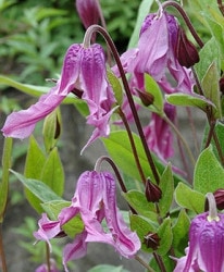 �ڵ���ե饰�꡼��� ����ޥ���������ƥ���ե��ꥢ�ϡ��إ������١�