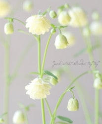 �ھ�����ݥ��ꥸ�ʥ�� ɱ�����ޥ� ��Ȭ�ť��꡼��� ����