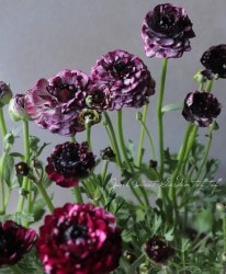 ݤΥʥ󥭥饹إѡץ١