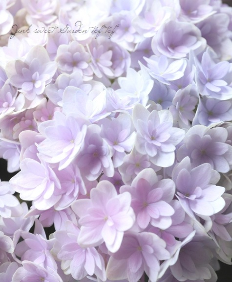 紫陽花 『星雲-セイウン-』 マーブル | すべての商品 | | Junk sweet