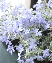 �ɺ������������ե��å������إ��ȥ������ȥꥫ�顼��