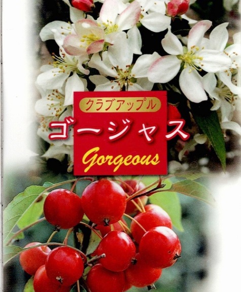 林檎姫 Amahane Rinka | Jpop Wiki | Fandom