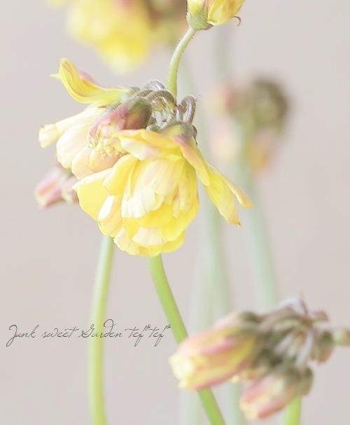 八重咲き黄花オキザリス | すべての商品 | | Junk sweet Garden tef*tef*