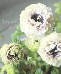 Ȭ�ź餭���ͥ�͡����ۡ��� -��ꥫ-�� 1��ʪ ��No.5��