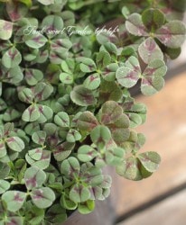 󥸥륯Сإϡȥ֥쥤