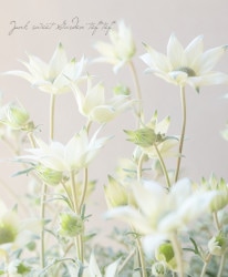 �ե��ͥ�ե� �إϥˡ��ۥ��åס�