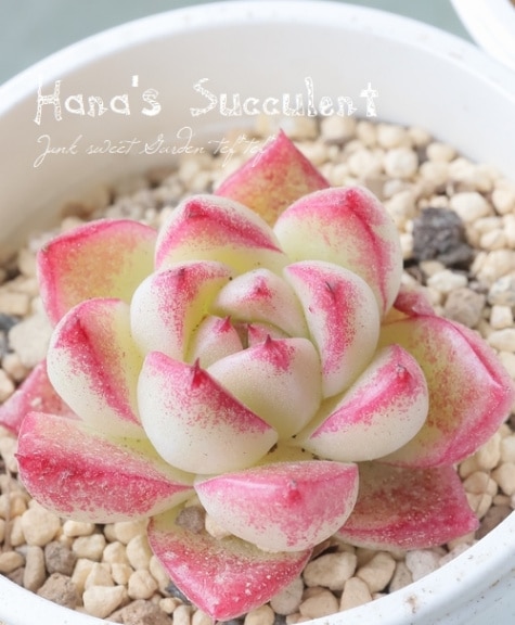 多肉植物】 エケベリア 『ドリームクイーン』 【はなちゃんの多肉