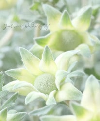 �ե��ͥ�ե� �إϥˡ��ޥ����åȡ�