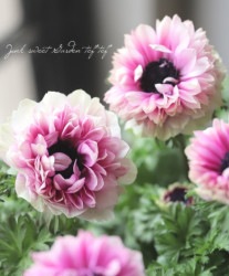 �ڿ��ֱव�󥪥ꥸ�ʥ�� Ȭ�ź餭���ͥ�� �إ��ե�����֥�� ��E�����סۡ�