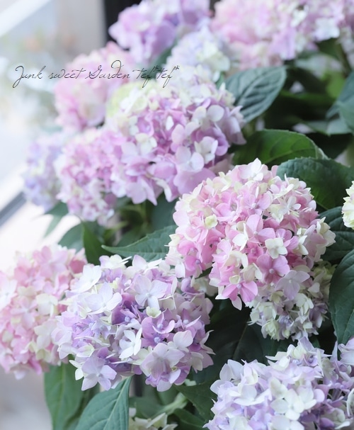 小内園芸さん】てまり咲き紫陽花 『てててまり』 レインボー | Flower