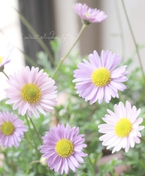 ɺ֥饭 إ饷åԥ󥯡ߥ饤å󥴡 