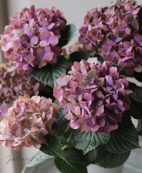 【花苗】4鉢限定　紫陽花　マジカルチョコレート　② 特大花　正規品　タグ付き アジサイ マジカルチョコレート・レッド【花苗 5号鉢】｜ 【植物の