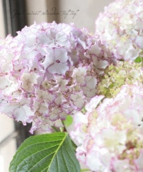 �������ץ�ߥ�����۲� �إۥ磻�ȥ쥪���
