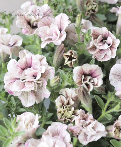 松原園芸オリジナル】ペチュニア・ヴァンサンカン 『ベリーベイン