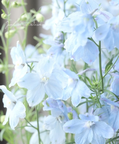 デルフィニウム 『ハンキードリー』 スカイブルー | すべての商品