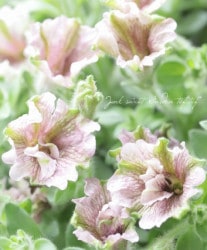 ڲ¤󥪥ꥸʥ tef.tef饤󥵥ʼڥ˥ ؤ饯롼