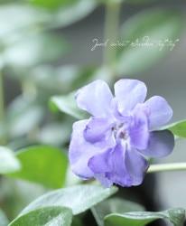 じゃすみん Amazon.co.jp: アラビアンジャスミン マツリカ 茉莉花 4号 12cm