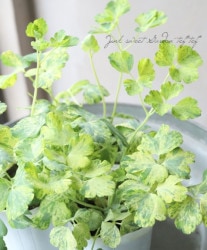 �����ꥪ���ޥ����إۥ磻�ȡ�