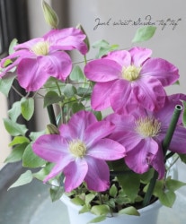 Ȭ�ź餭����ޥ������إ�������� ���