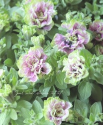 ڥ֥餵󥪥ꥸʥ ڥ˥۲ֻ -ꥫ-