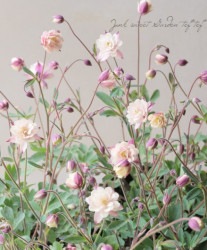 ��LUXURY SELECTION��tef*tef*���ꥸ�ʥ롪Ȭ�ź餭�����ޥ����إ��饷���륻�ԥ��� �����1��ʪ��B��