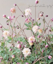 ��LUXURY SELECTION��tef*tef*���ꥸ�ʥ롪Ȭ�ź餭�����ޥ����إ��饷���륻�ԥ��� �����1��ʪ��C��