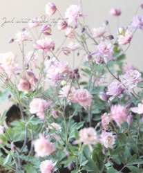 ��LUXURY SELECTION��tef*tef*���ꥸ�ʥ롪Ȭ�ź餭�����ޥ����إ��饷���륻�ԥ��١����Ѥ��餭��