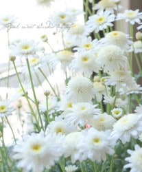 Flower Species,マーガレット | Junk sweet Garden tef*tef*