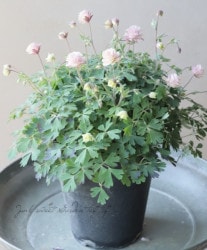 ��LUXURY SELECTION��tef*tef*���ꥸ�ʥ롪Ȭ�ź餭�����ޥ����إ��饷���륻�ԥ��� �����1��ʪ��D��