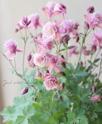 ��LUXURY SELECTION��tef*tef*���ꥸ�ʥ롪Ȭ�ź餭�����ޥ����إ��饷���륻�ԥ��� 2ǯʪ��� ���Ѥ��餭�� �ڰ���ʪF��