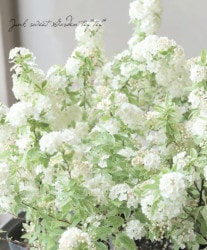 ߤꥳǥޥꡡإԥ󥯥١غǤޤ