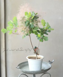 ���⡼���ĥ꡼���إ٥��ȥԥ󥯡� 2024 ��No.4��