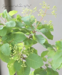 ⡼ĥ꡼إ֥꡼ ѥʼ 2024 No.13