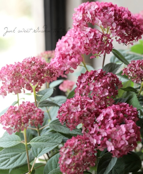 紫陽花アナベル 『ルビーのアナベル』 【開花株】 | すべての商品