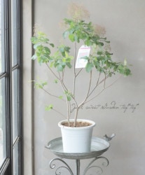 ���⡼���ĥ꡼���إ����ǥ��ԥ󥯡� 2024 ��No.1�ۡ�