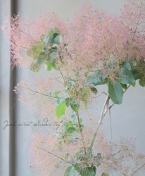 ���⡼���ĥ꡼���إ����ǥ��ԥ󥯡� 2024 ��No.2��