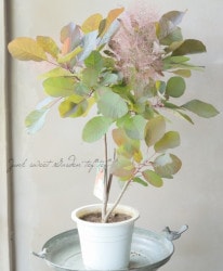 ���⡼���ĥ꡼���إ��졼���� 2024 ��No.9��